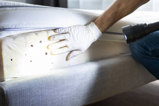 Best Rat Extermination Near Me  in Delshire, OH