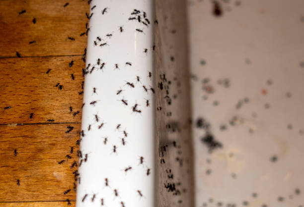 Best Wildlife Control Services  in Delshire, OH