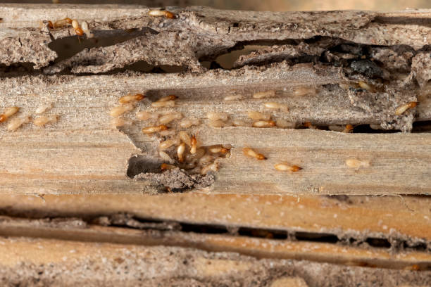 Best Commercial Pest Control Services  in Delshire, OH