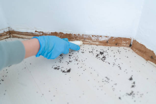 Best Flea Control Services  in Delshire, OH